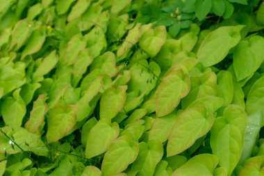 arka plan tasarımı için epimedium pinnatum Barrenwort bitki yaprakları