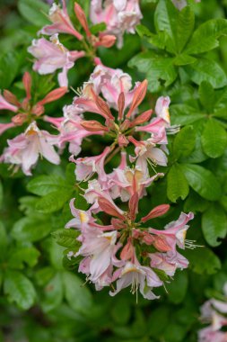 Güzel çiçek açan açelya - ormangülü luteum Fundagiller