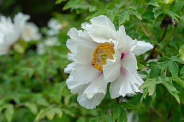 Çiçek açan ağaç şakayık. Beyaz peonies bloom Paeonia rockii paeoniaceae bilinen bahar sezonu