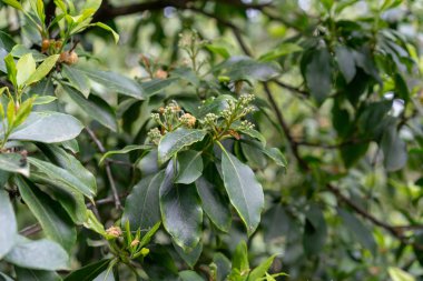 Kalmia Latifolia Clementine Churchill closeup küçük tomurcukları ile yeşil yaprakları