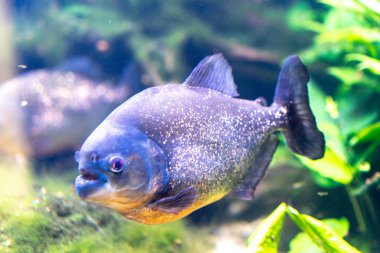 Akvaryum Piranha çekim, pygocentrus nattereri
