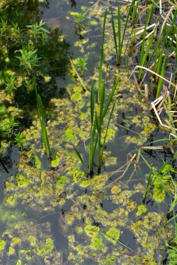 swamp texture with green algae clipart