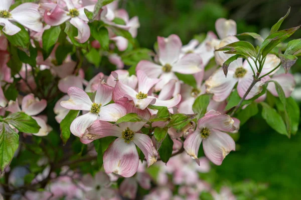 Una vista de cerca de las flores de madera de perro rosa, Cornus florida rubra — Foto de Stock