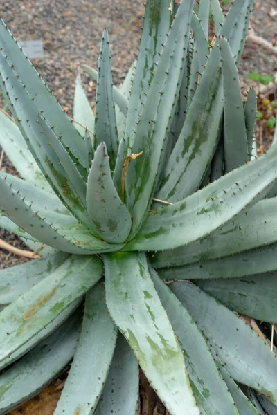 Aloe petricola asphodelaceae cactus —  Fotos de Stock