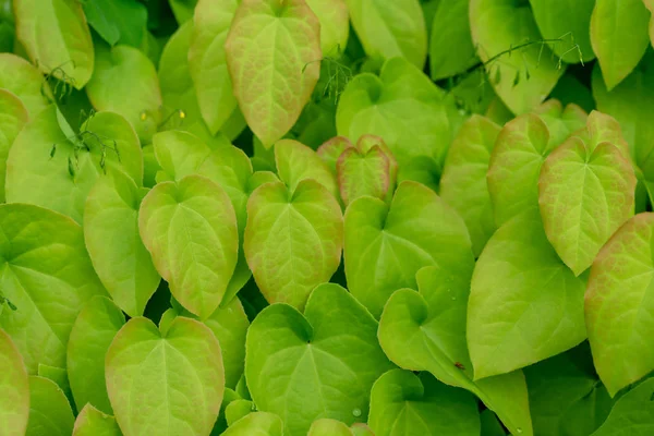 Arka plan tasarımı için epimedium pinnatum Barrenwort bitki yaprakları — Stok fotoğraf