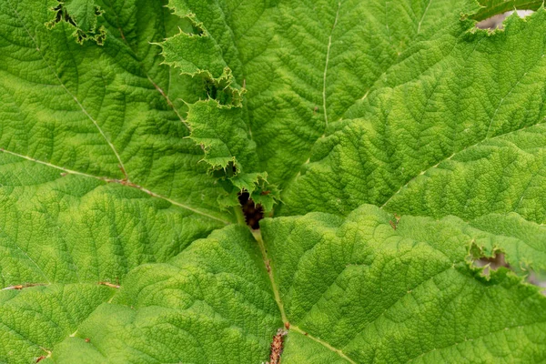 大きな緑の葉はマンモス リーフ、グンネラ tinctoriam ルバーブ植物のクローズ アップ — ストック写真