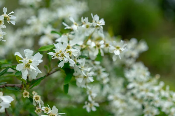 beyaz çiçek tomurcukları, exochorda korolkowii ile çiçek açan bitki