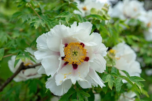 Peonía del árbol floreciente. Las peonías blancas florecen en la temporada de primavera conocida como Paeonia rockii paeoniaceae — Foto de Stock