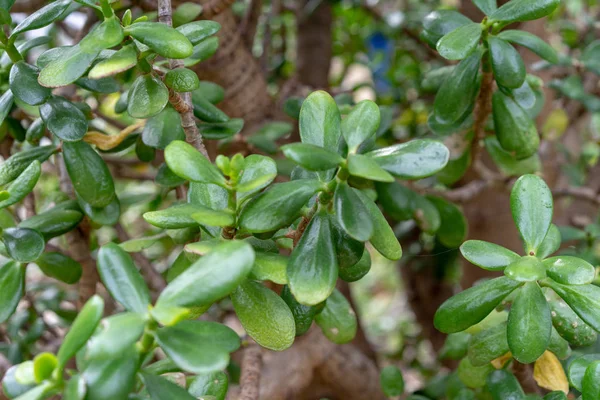 Dollaro pianta o albero dei soldi, Crassula ovata — Foto Stock