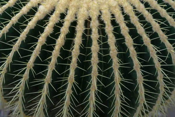 Cacto de bola dourada, Echinocactus grusonii, detalhe close-up — Fotografia de Stock