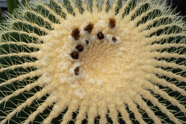 Cacto de bola dourada, Echinocactus grusonii, detalhe close-up — Fotografia de Stock