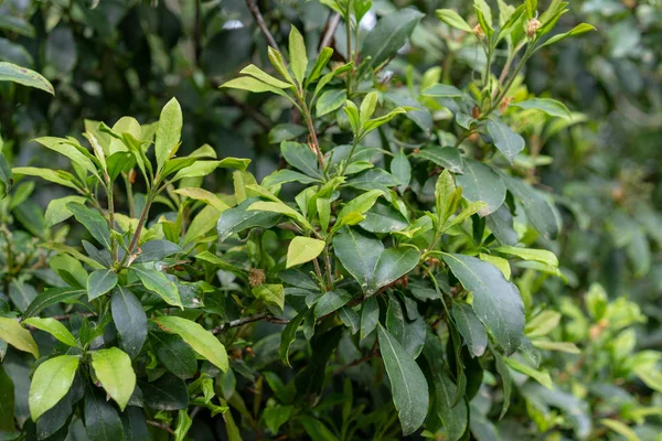 Green leaves with small buds of Kalmia Latifolia Clementine Churchill closeup — Stock Photo, Image