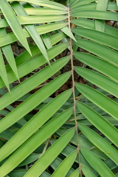 Palm- of kokosolie blad weven ontwerp — Stockfoto