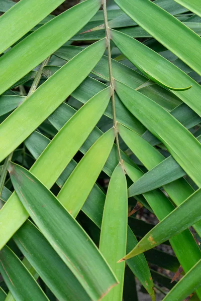 Palm eller kokos leaf väva design — Stockfoto
