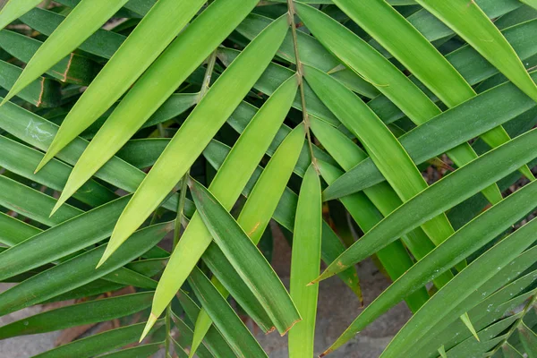 Palm eller kokos leaf väva design — Stockfoto