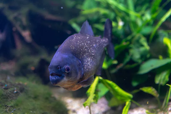 Piranha closeup in the aquarium, Pygocentrus nattereri — Stock Photo, Image