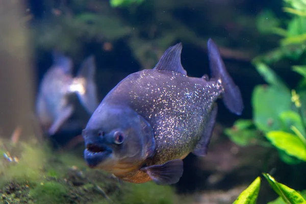 Piranha closeup in the aquarium, Pygocentrus nattereri