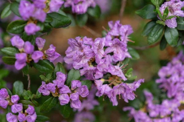 Violette Blüten, Rhododendron hybridum lanvendula — Stockfoto