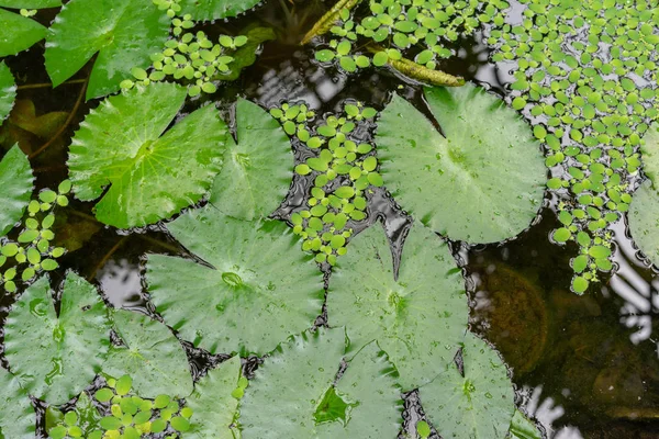 Daun lily air di kolam — Stok Foto
