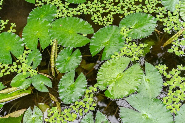 Waterlelie blad in vijver — Stockfoto