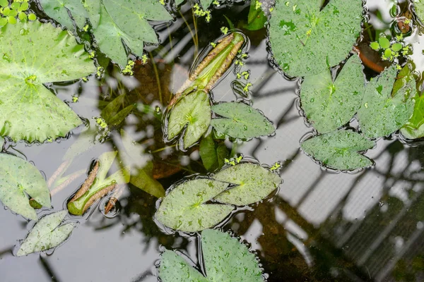 Daun lily air di kolam — Stok Foto
