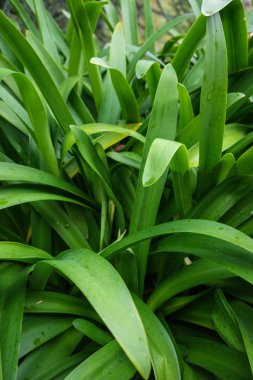 agapanthus praecox aşk çiçek Güney Afrika'dan küçük yağmur damlaları ile denir.