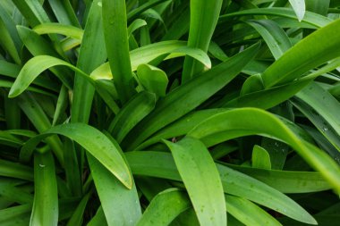 agapanthus praecox aşk çiçek Güney Afrika'dan küçük yağmur damlaları ile denir.
