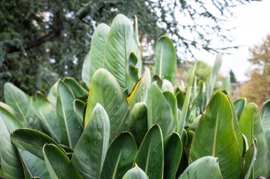 küçük yağmur damlaları ile büyük yeşil yaprak