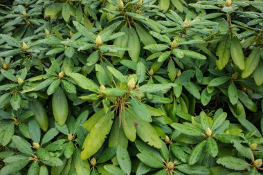 arka plan kullanmak için yağmur damlaları ile yeşil bitki