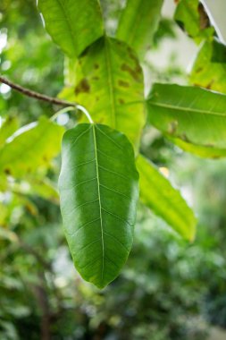 kauçuk ağacı ficus yaprak andrew Dutgiller Asya