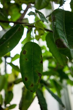 kauçuk ağacı ficus yaprak andrew Dutgiller Asya