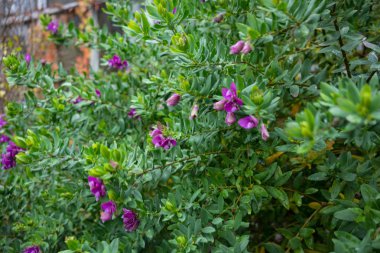 yaprak ve çiçek myrte çiçek polygala myrtifolia grandiflora Güney Afrika