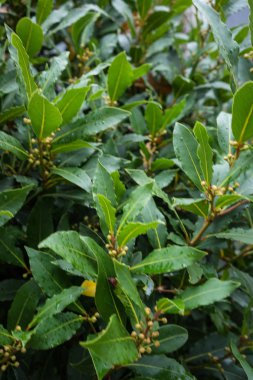 laurus nobilis Akdeniz bitki yaprakları