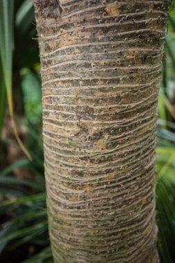 Madagaskar vida ağaç pandanus utilis pandanaceae ağaç gövdesi