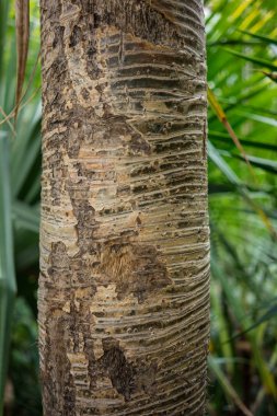 Madagaskar vida ağaç pandanus utilis pandanaceae ağaç gövdesi