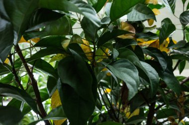 birma üzüm baccaurea ramiflora meyve ağacıyla