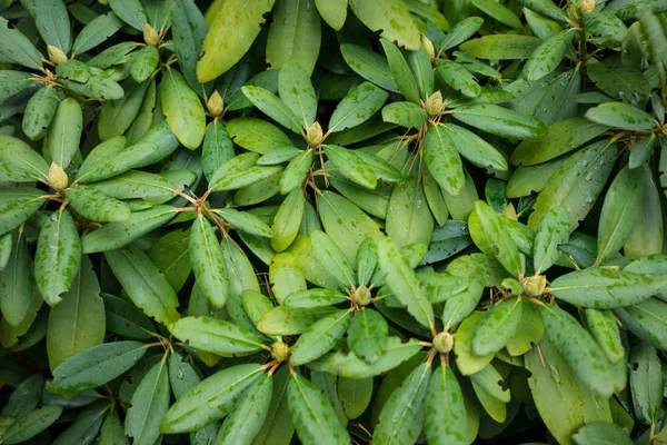 Planta verde com gotas de chuva para uso em segundo plano — Fotografia de Stock