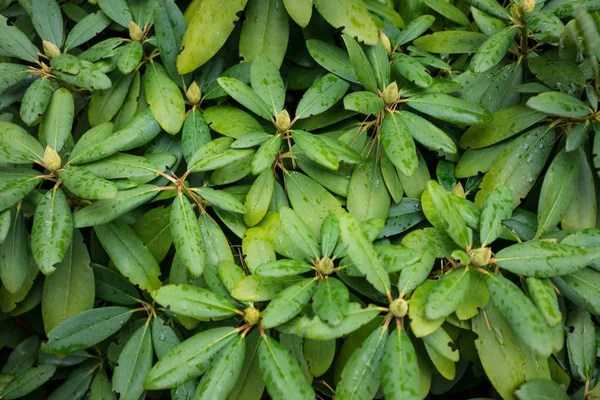 Green plant with rain drops for background use — Stock Photo, Image