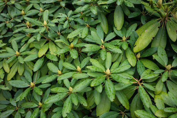 Planta verde com gotas de chuva para uso em segundo plano — Fotografia de Stock