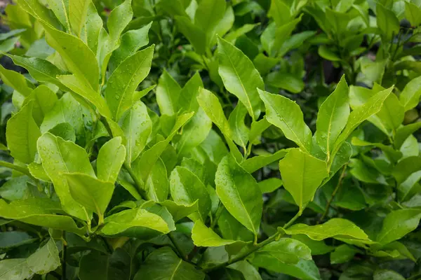 Folha de citrus limon ideal a partir de fundo — Fotografia de Stock