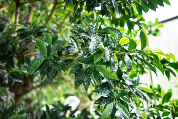 yaprak defne incir veya Çince incir olarak da bilinen ficus nitida compacta