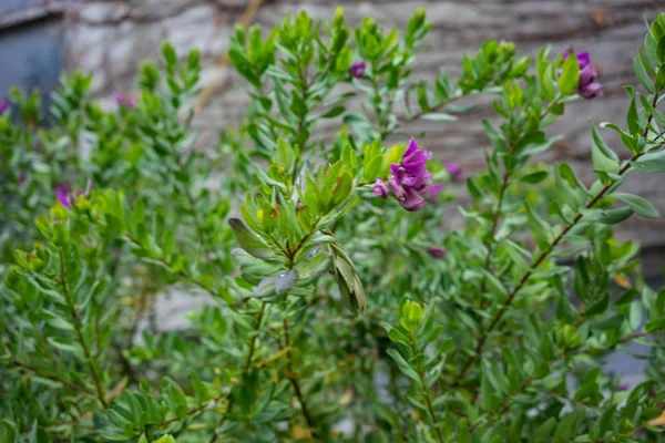Φύλλα και το λουλούδι της επένδυσης myrte λουλούδι polygala grandiflora myrtifolia από τη Νότια Αφρική — Φωτογραφία Αρχείου