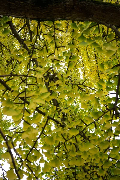 Folhas de ginkgo biloba ginkgoaceae em época de outono — Fotografia de Stock
