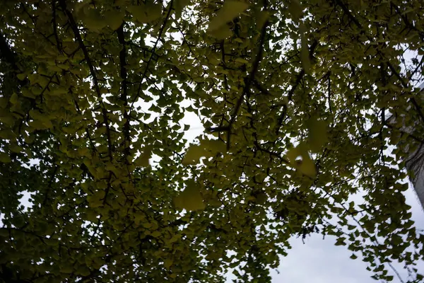 Листья гинкго билоба гинкгоевые осенью — стоковое фото