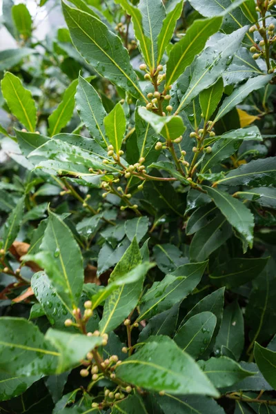 laurus nobilis Akdeniz bitki yaprakları