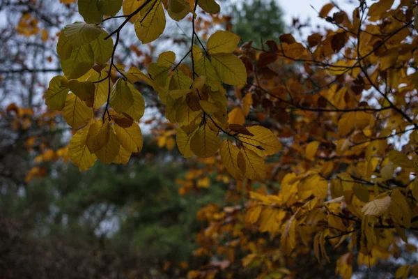 Folhas de laranja penduradas na árvore no outono — Fotografia de Stock