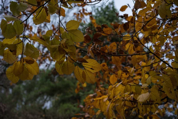 Orangefarbene Blätter hängen im Herbst am Baum — Stockfoto