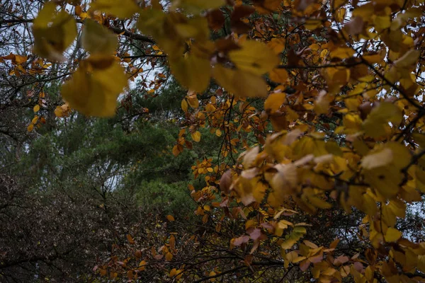 Апельсиновые Листья Висят Дереве Осенью Вечером — стоковое фото