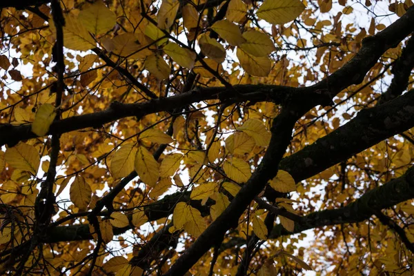 Oranžový strom v pádu sezóna nízký úhel pohledu — Stock fotografie