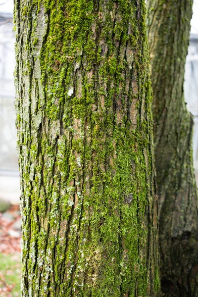 계수나무 나무 케이크 나무의 나무 줄기 — 스톡 사진